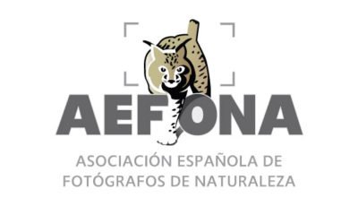 logo vector Aefona